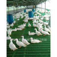 批发销售优质农家养殖鸭苗 白洋鸭与白番鸭鸭苗价格与详细信息