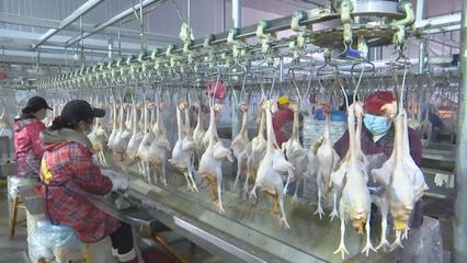 新起点，新征程 各地多举措冲刺家禽销售“开门红”