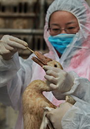 我市开展大规模活禽抽检，保障家禽销售安全