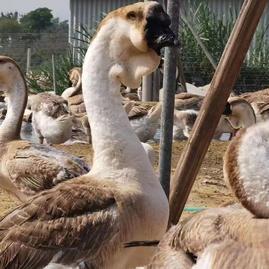 四川绵阳涪城区鑫财家禽经营部 连接田间与餐桌的家禽销售桥梁