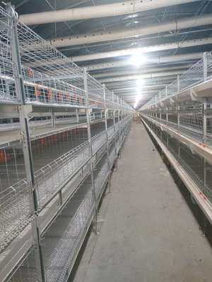 聊城墨彤 家禽销售新标杆，绿色健康品质先行