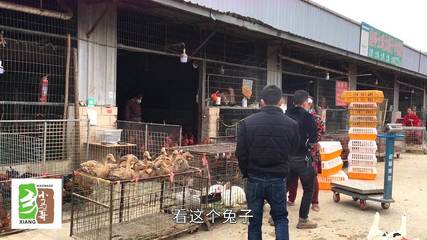 农村小伙实地探访 家禽市场考察记，养殖销售路在何方？