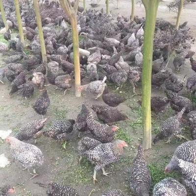 安徽合肥巢湖市 芦花鸡批发价低至0.85元/斤，品质优良备受青睐