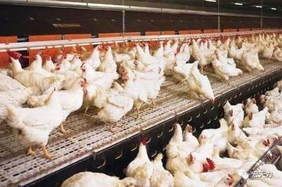 家禽养殖 冬季养鸡，这三个问题一定要做好！