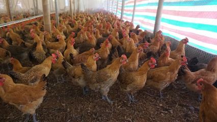 我国首个屠宰型优质肉鸡新品种诞生，扬州实验室‘飞’出花山鸡，助力家禽销售新格局