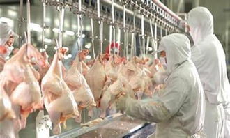 超市冷鲜鸡销量激增六成，家禽市场迎来消费新热潮