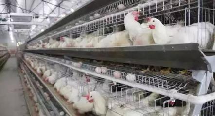 华裕项目快速推进，将在丰都打造西南地区最大中心家禽销售基地