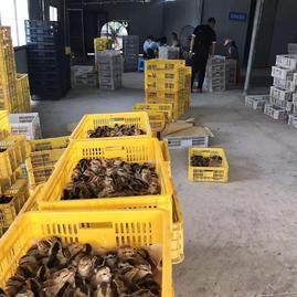 广西南宁西乡塘区宏应家禽销售部 专业家禽销售服务