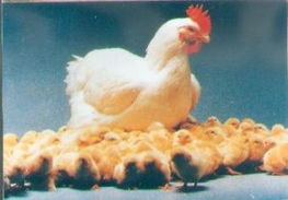 家禽行业多元化职业路径及其在机电、管理与技术领域的融合