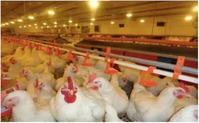 2018年家禽业生产与销售 疲软困局难破，行业面临深度调整