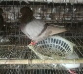 规范经营 保障健康 驻马店家禽养殖与肉鸽销售必知指南