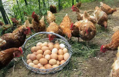 家庭养殖致富经 农村庭院里的家禽养殖与销售致富项目盘点